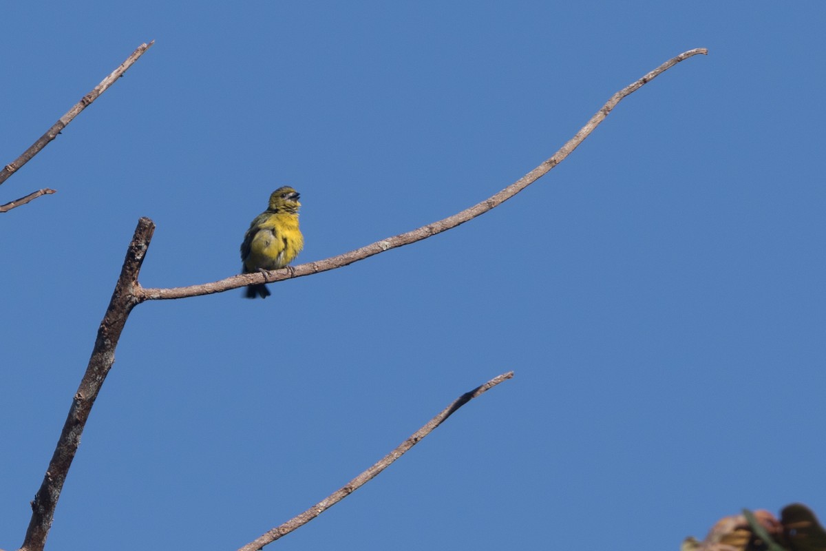 Golden-bellied Euphonia - ML111335001