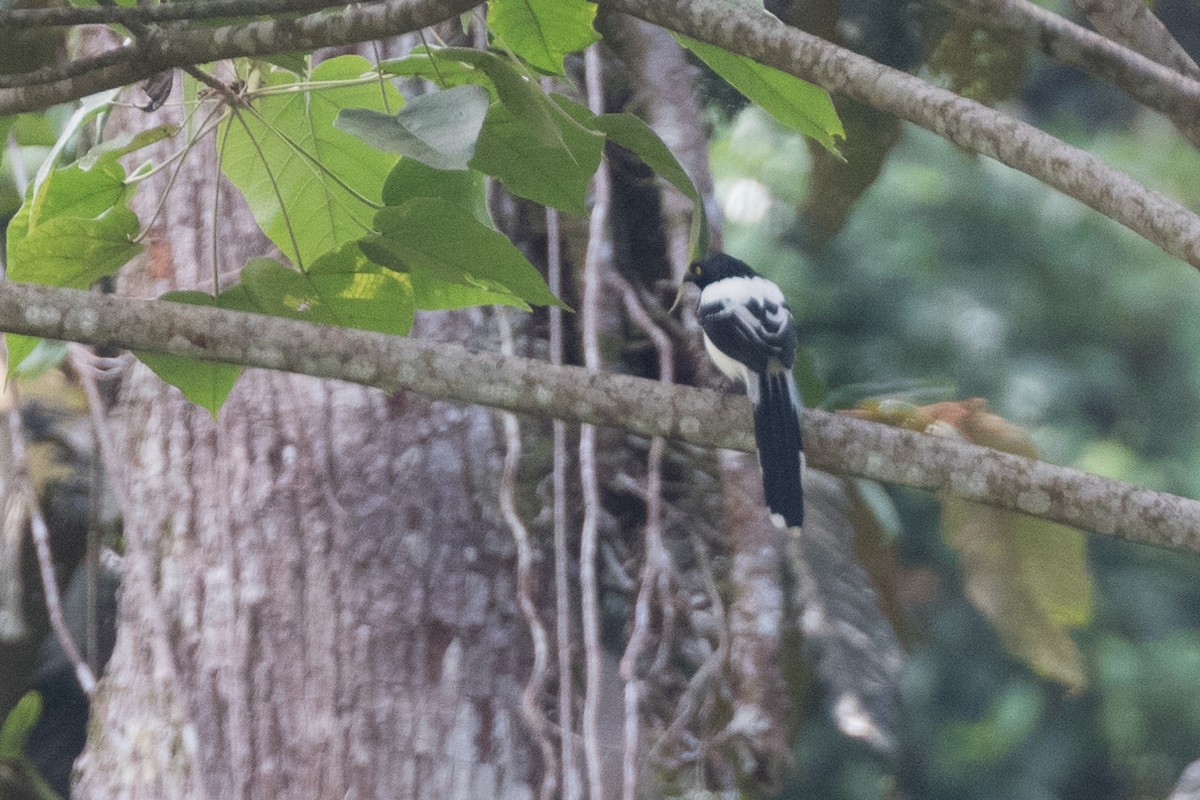 Magpie Tanager - ML111335071