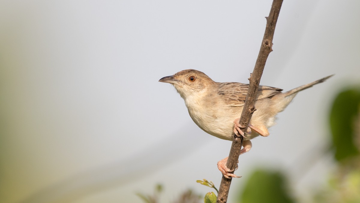 Croaking Cisticola - ML111335341