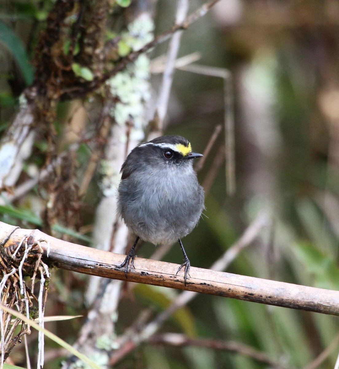 Crowned Chat-Tyrant (Crowned) - John Drummond