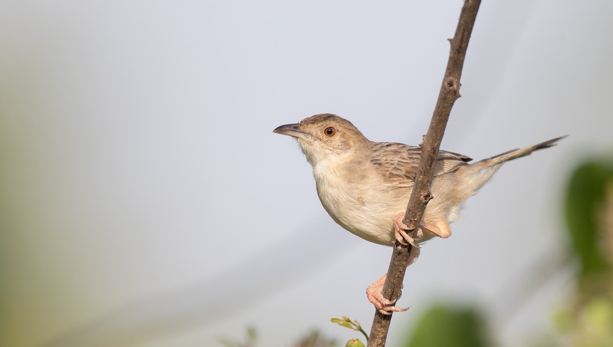Croaking Cisticola - Ian Davies