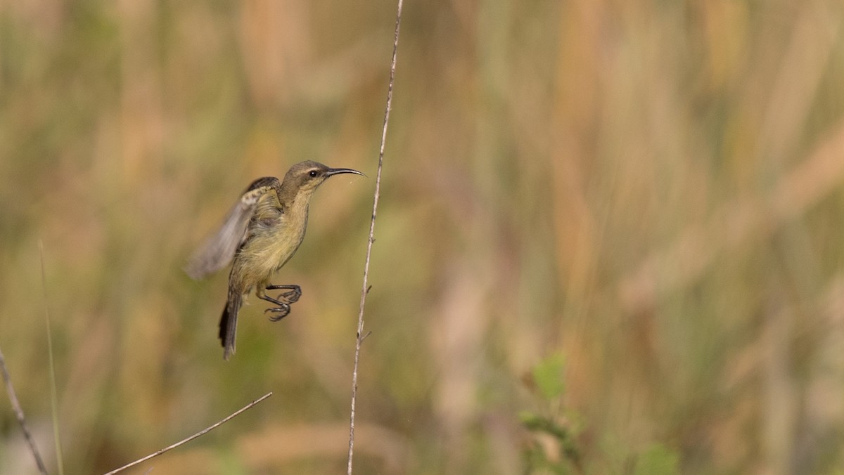 Copper Sunbird - ML111335671