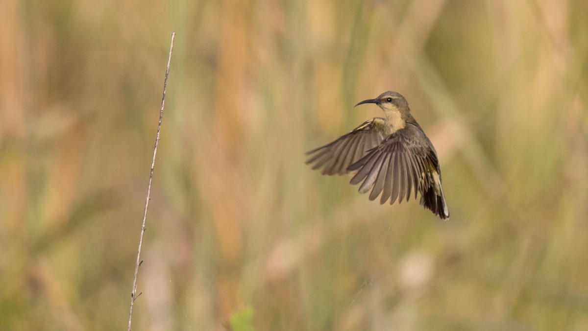 Copper Sunbird - ML111335681