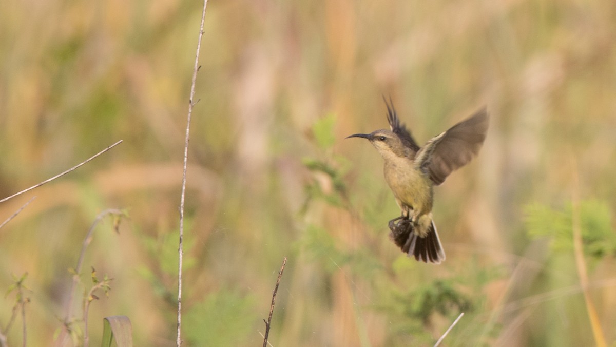 Copper Sunbird - ML111335771