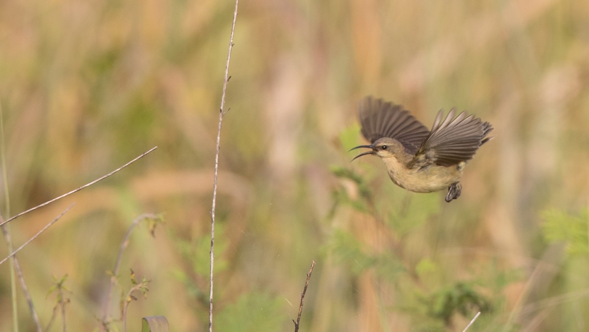 Copper Sunbird - ML111335841