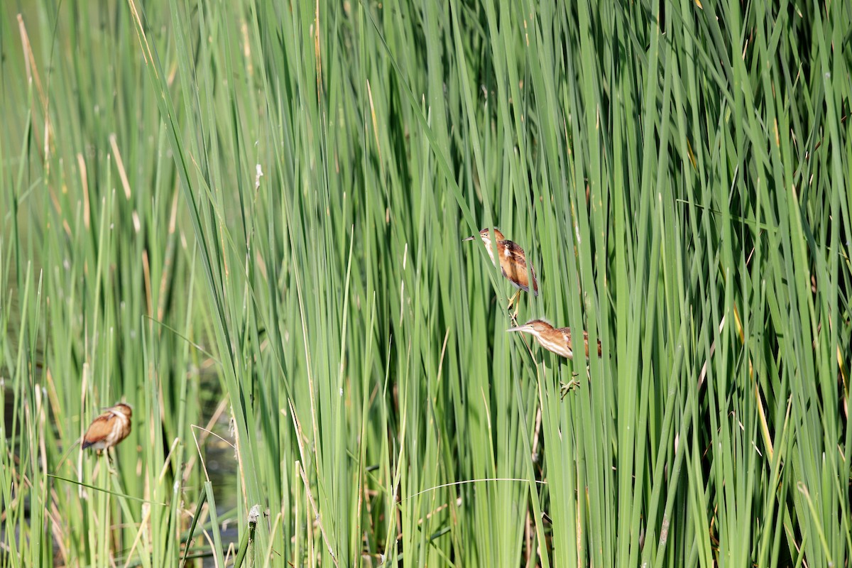 Least Bittern - Katherine Sayn-Wittgenstein