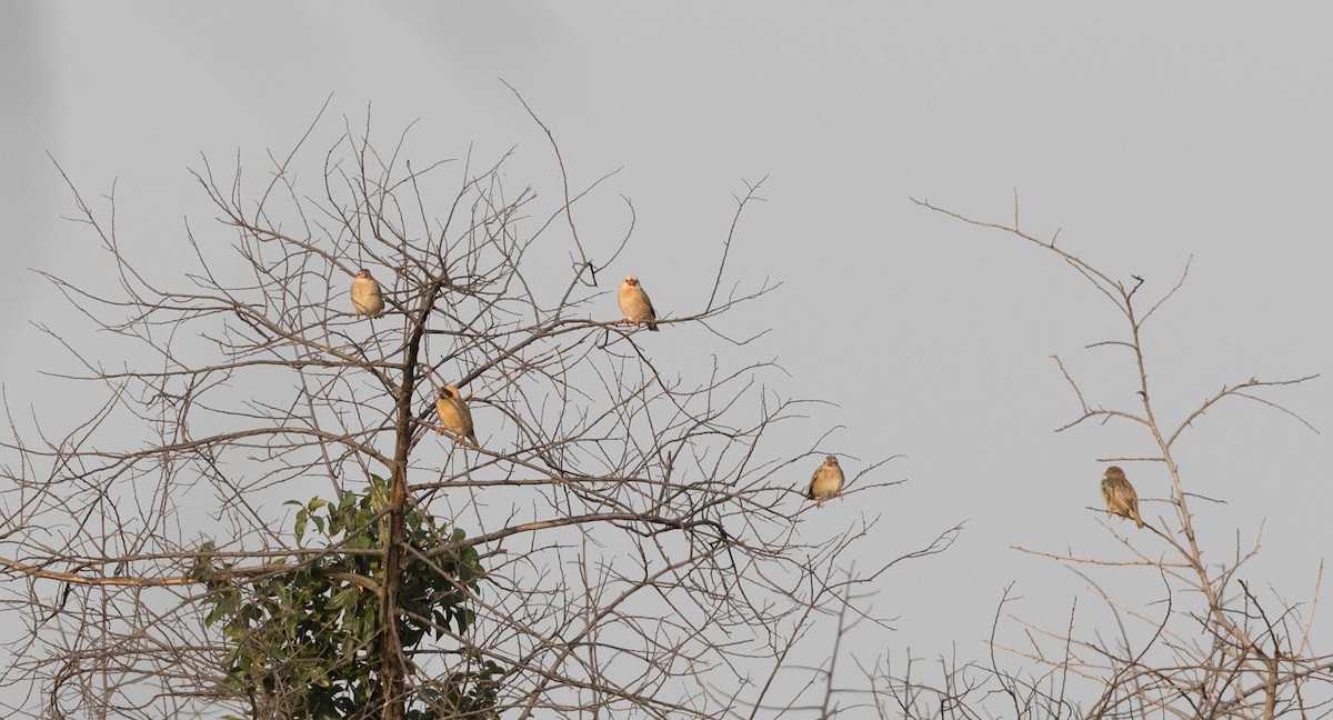 Red-billed Quelea - ML111336221