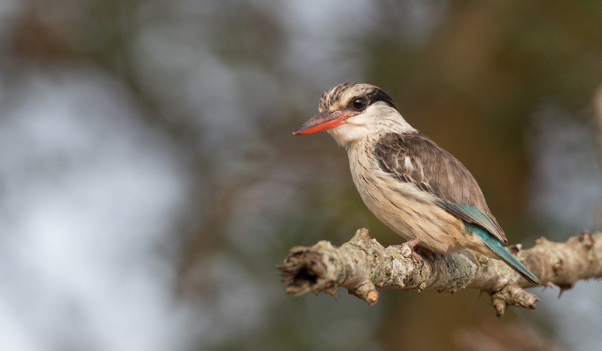 Striped Kingfisher - ML111336771