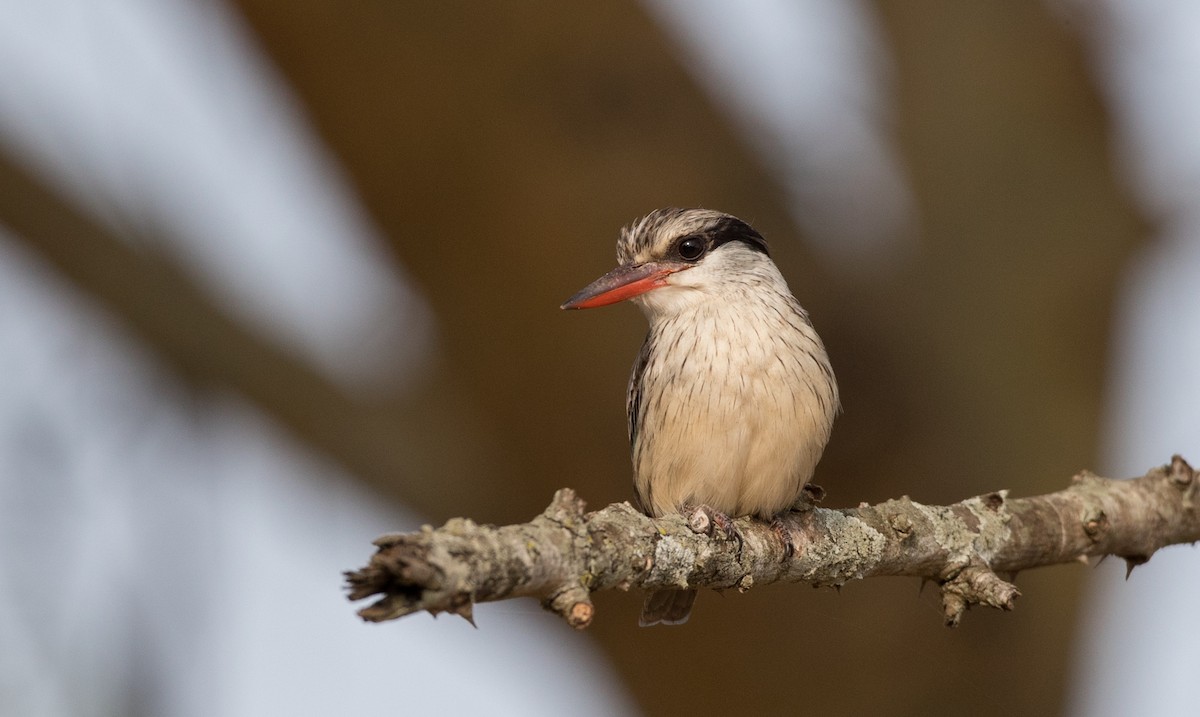 Striped Kingfisher - ML111336821