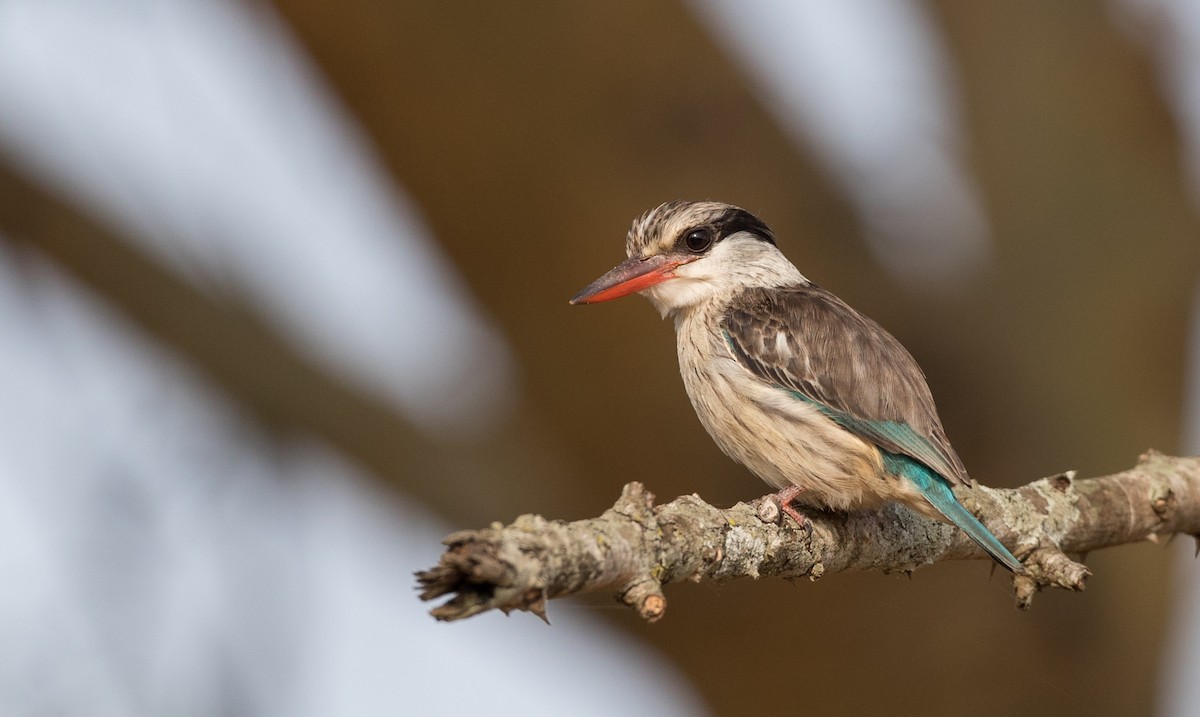 Striped Kingfisher - ML111336841