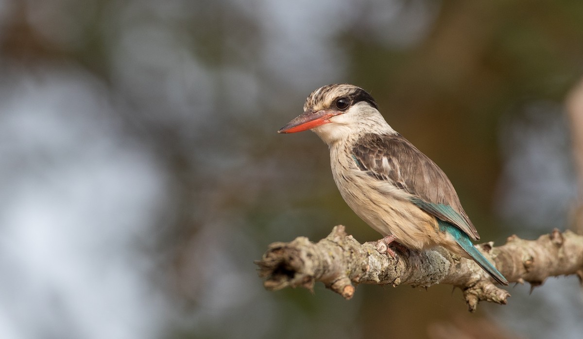 Striped Kingfisher - ML111336861