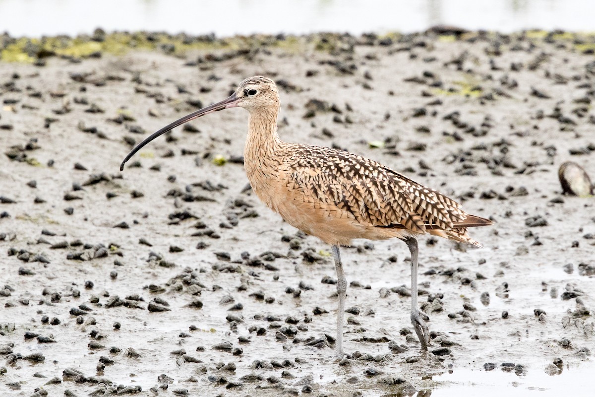 Long-billed Curlew - Garrett Lau