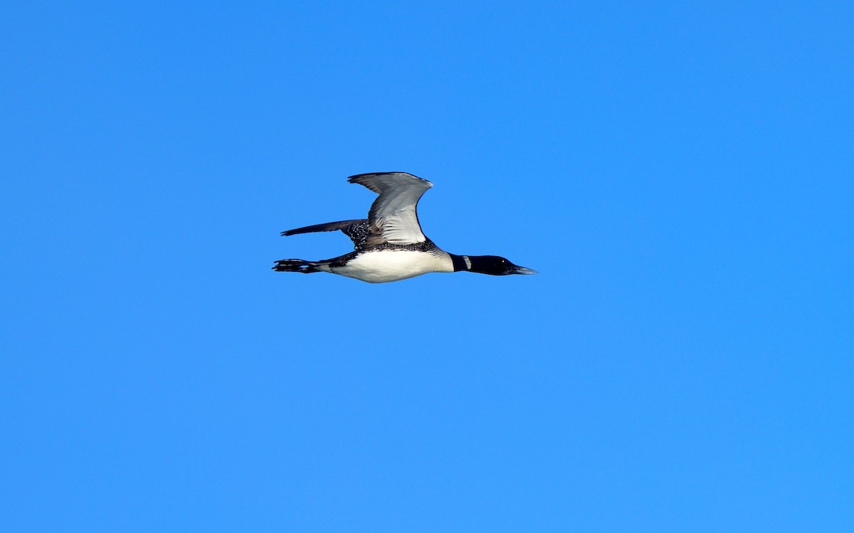 Common Loon - ML111341351