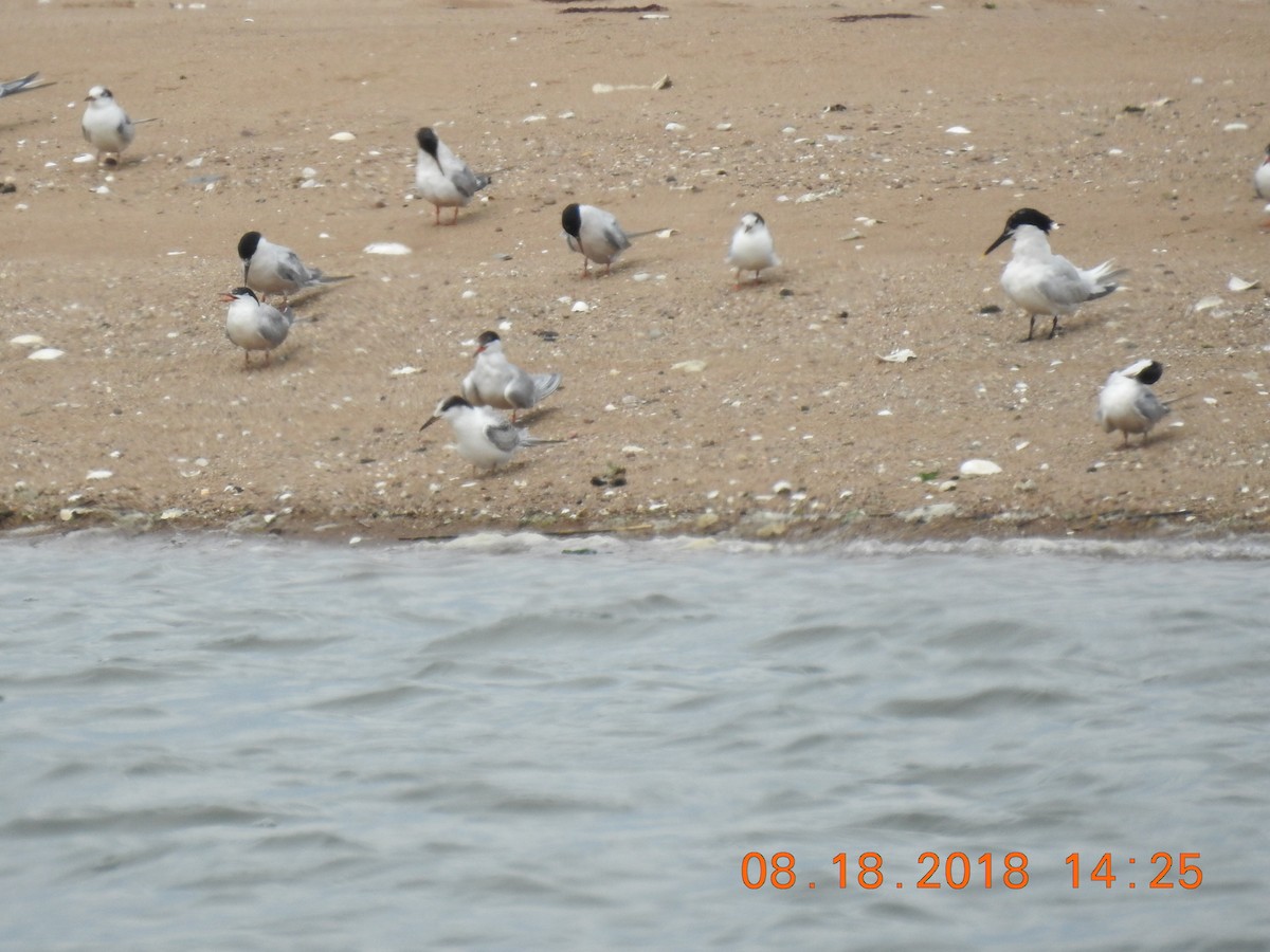 Sandwich Tern - ML111342041