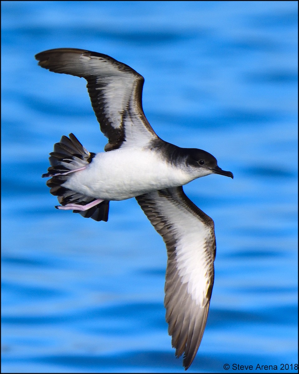 Manx Shearwater - Steve Arena