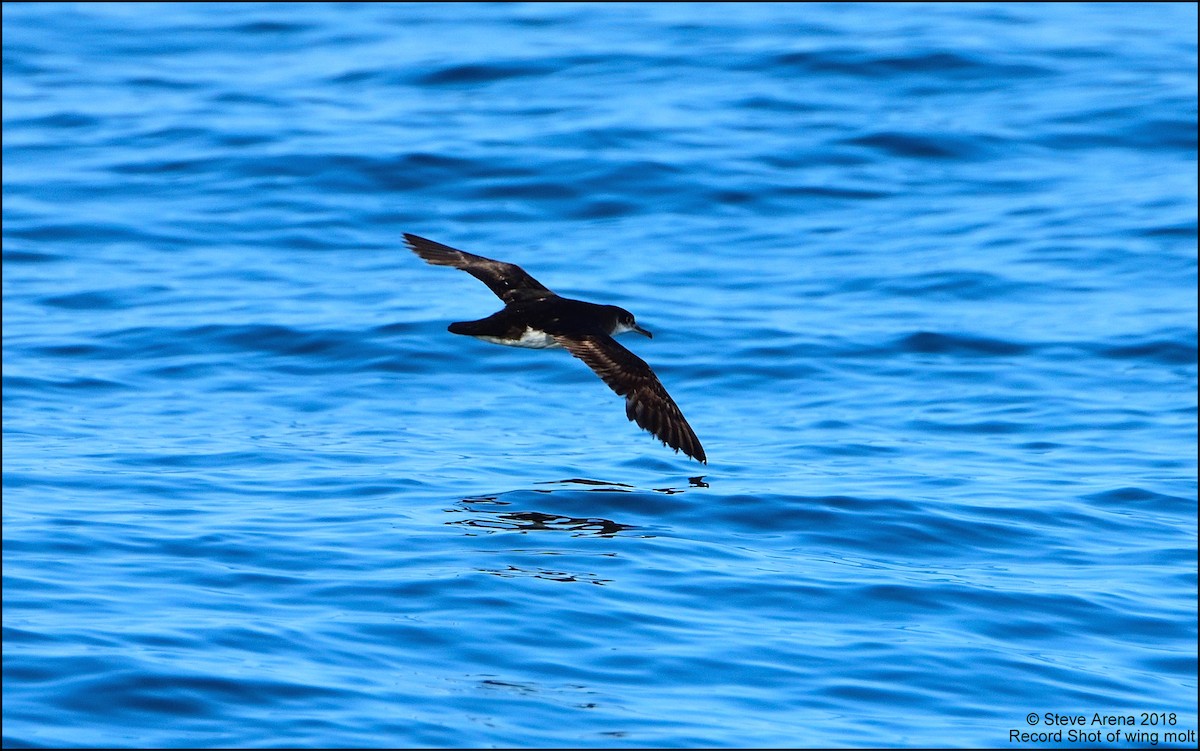 Manx Shearwater - Steve Arena