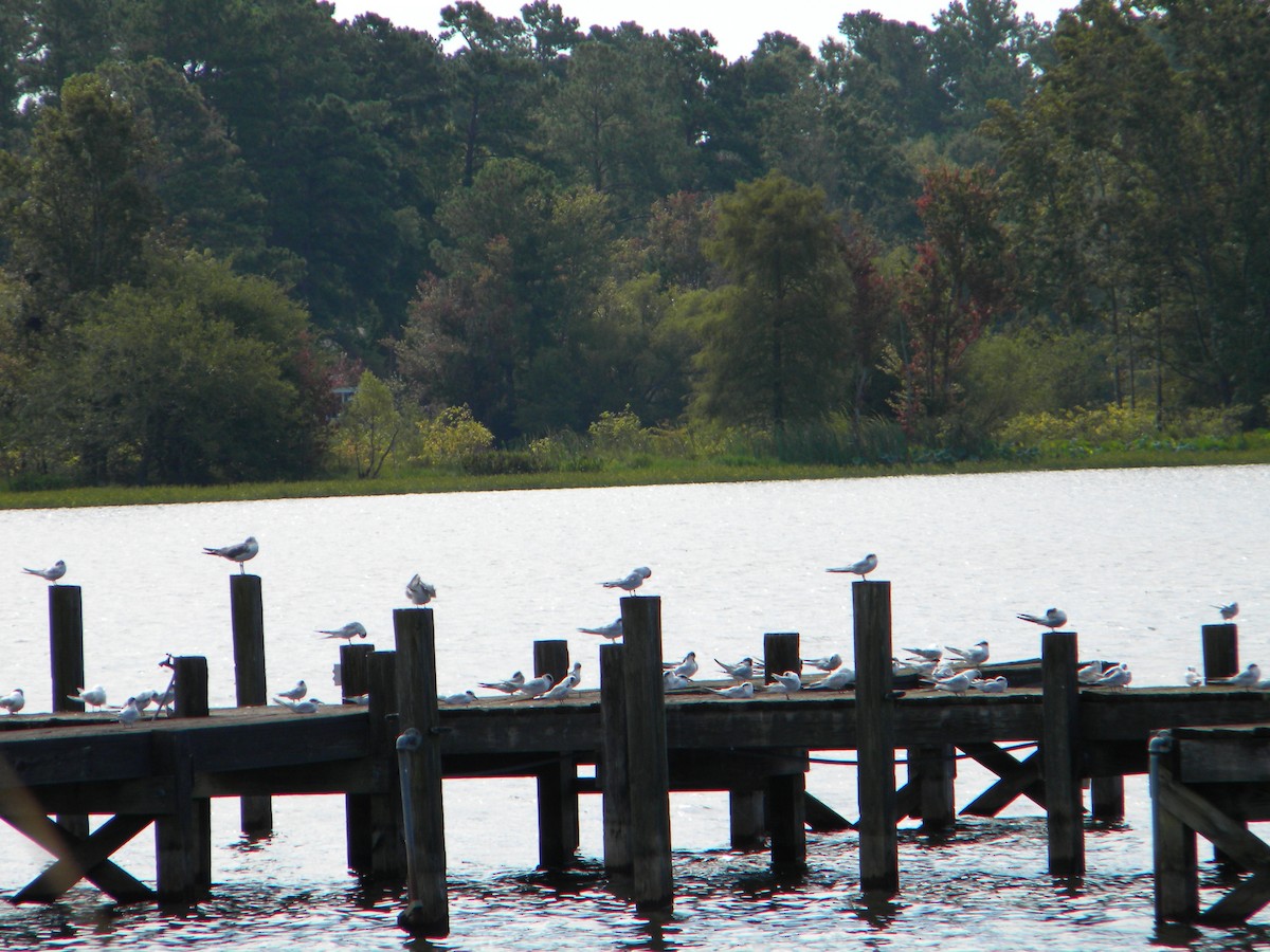 Forster's Tern - ML111342911