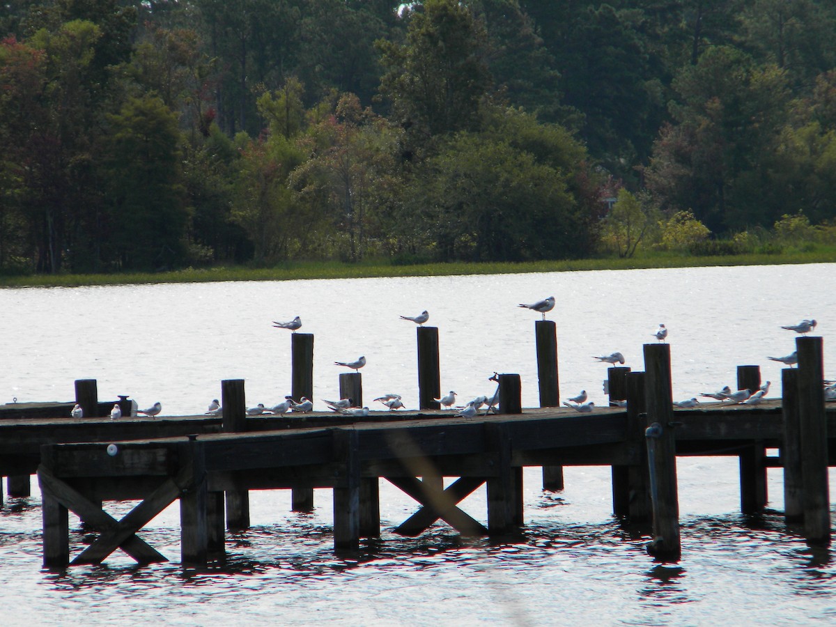 Forster's Tern - ML111342941