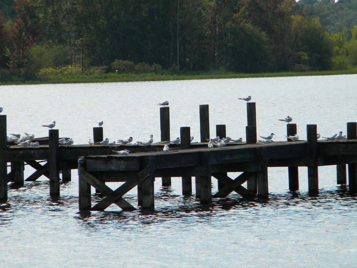 Forster's Tern - ML111342951