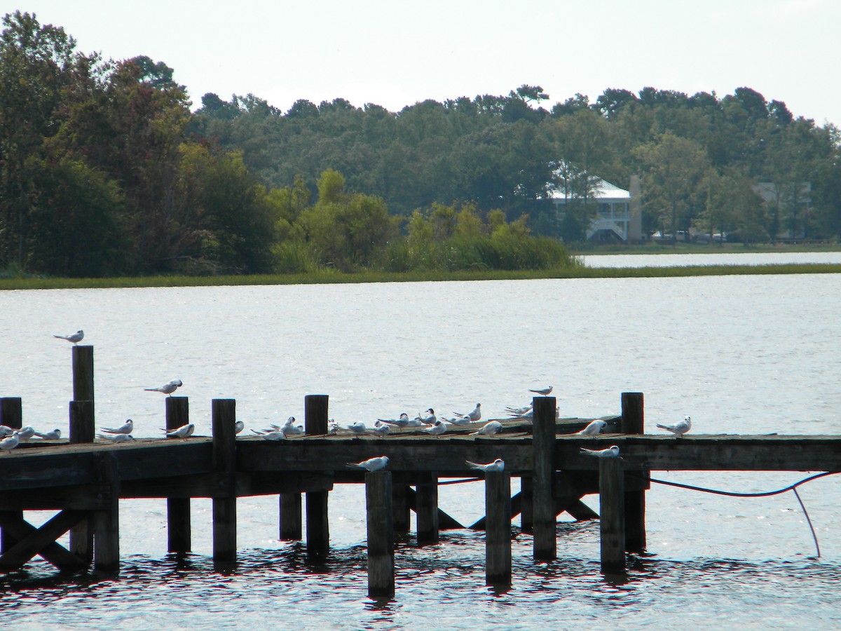 Forster's Tern - ML111342981