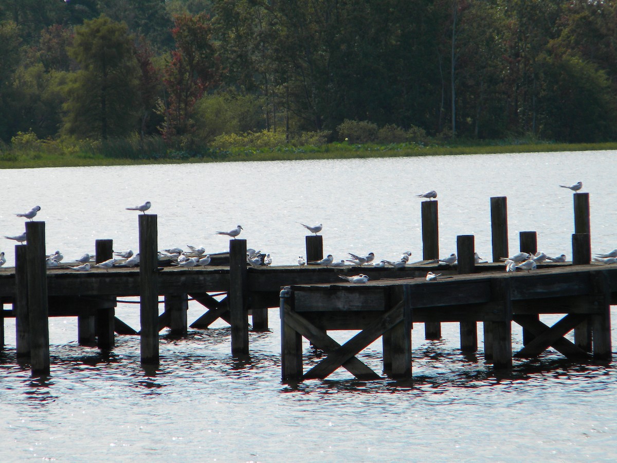 Forster's Tern - ML111342991