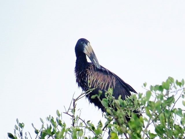 African Openbill - Holly Sweeney