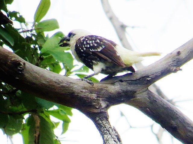 White-headed Barbet - ML111344531