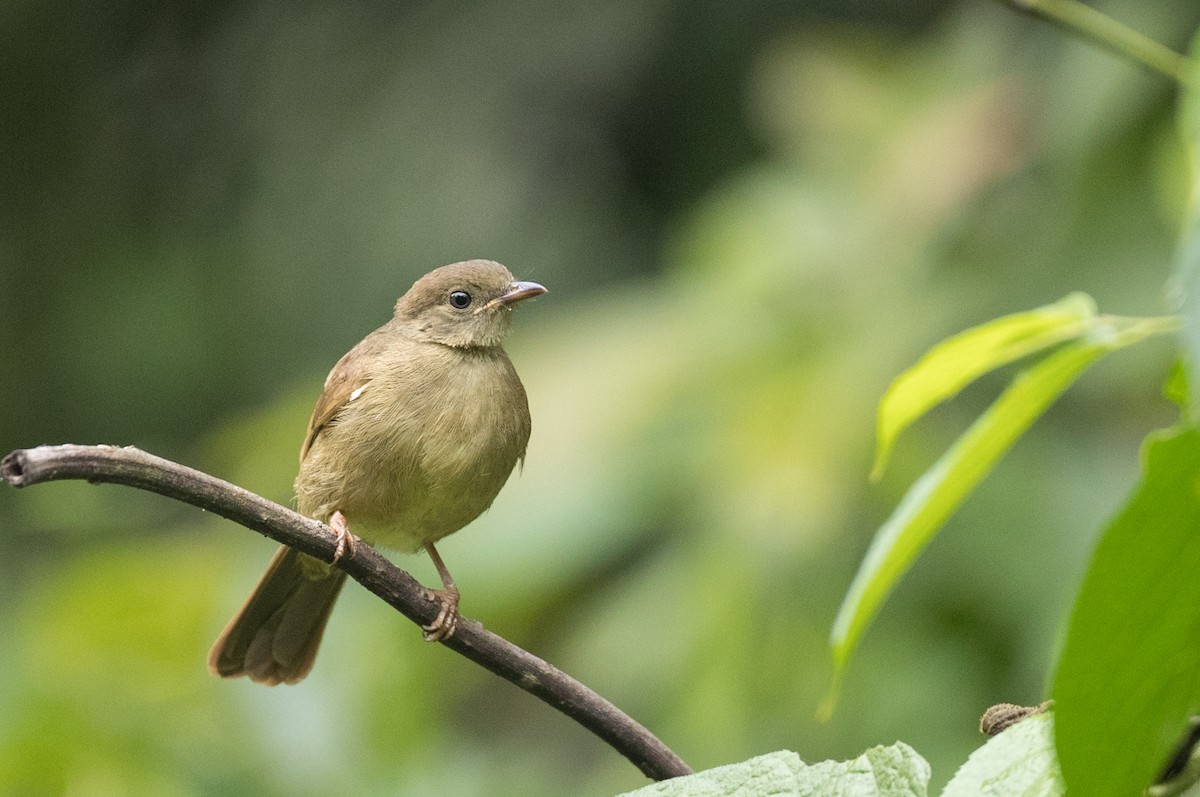 Bulbul Verde - ML111349711