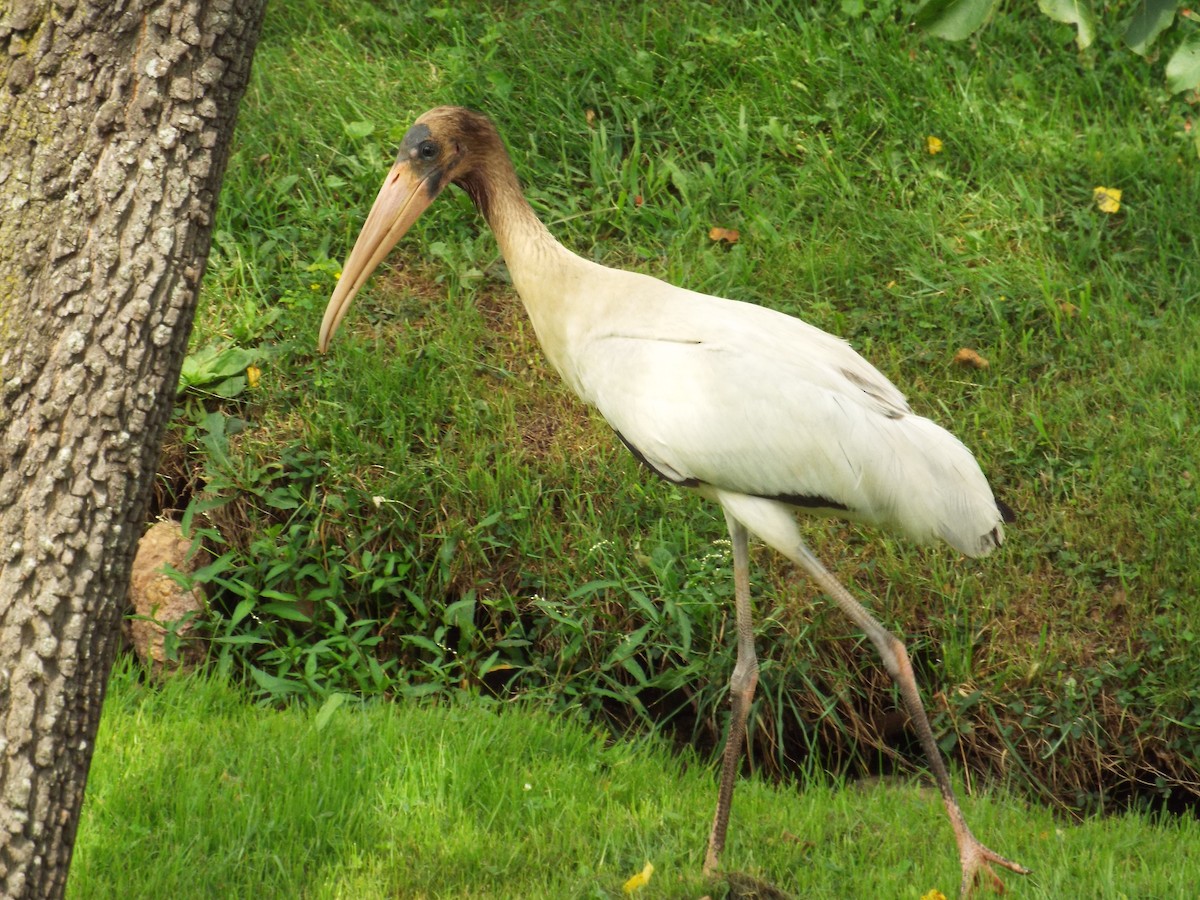 Wood Stork - ML111350481