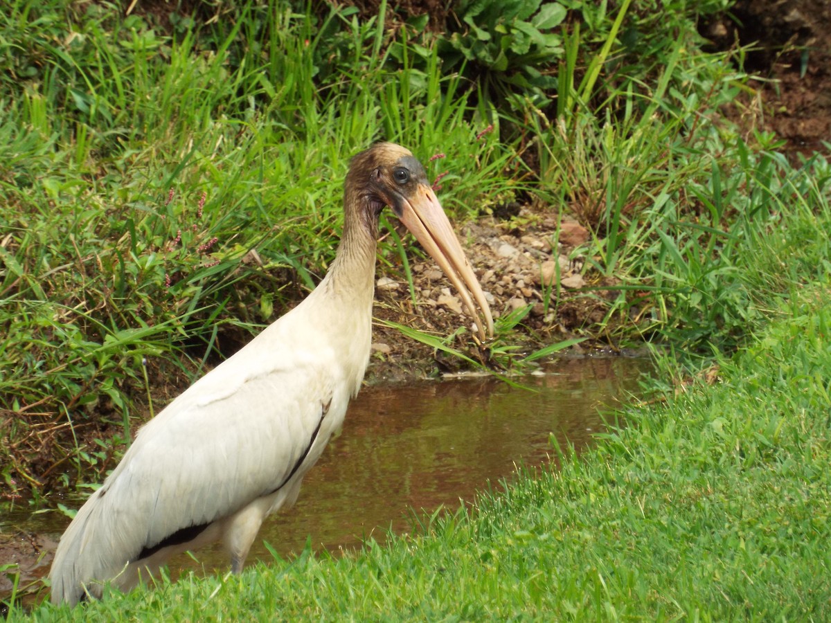 Wood Stork - ML111350501