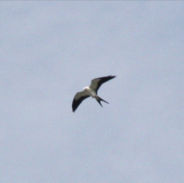 Swallow-tailed Kite - ML111350711
