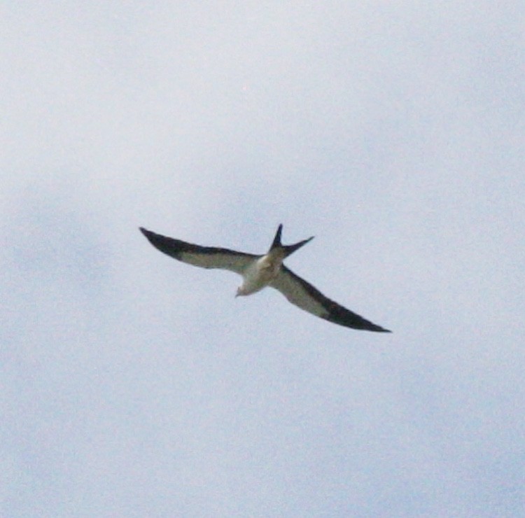 Swallow-tailed Kite - ML111350721