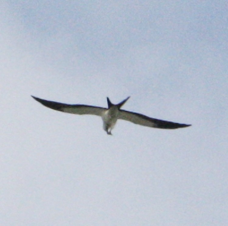 Swallow-tailed Kite - ML111350741