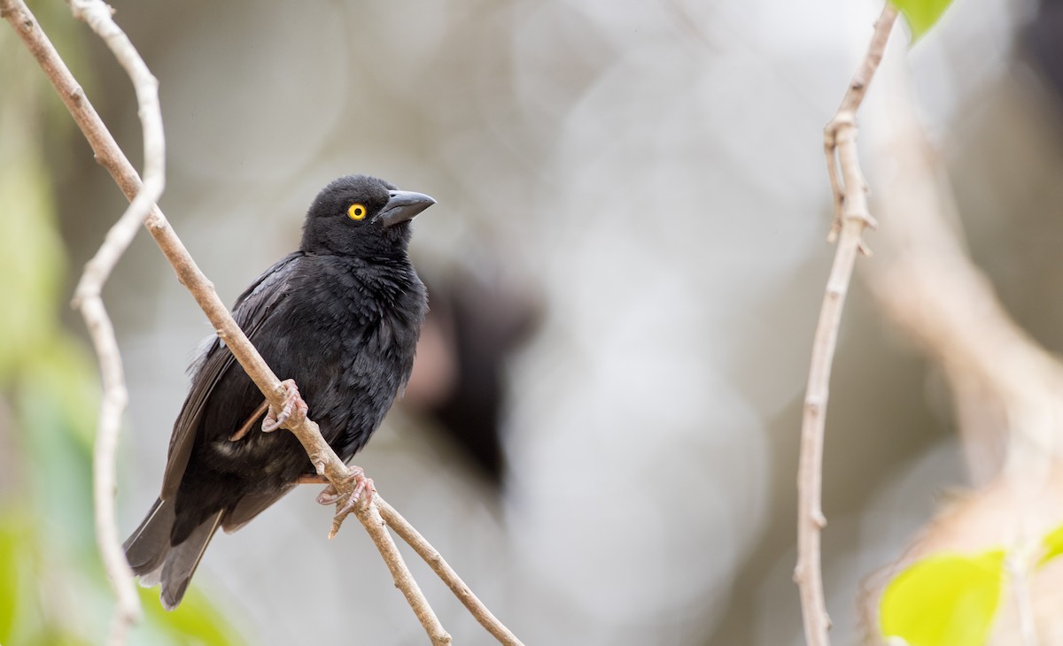 Vieillot's Black Weaver - ML111352881