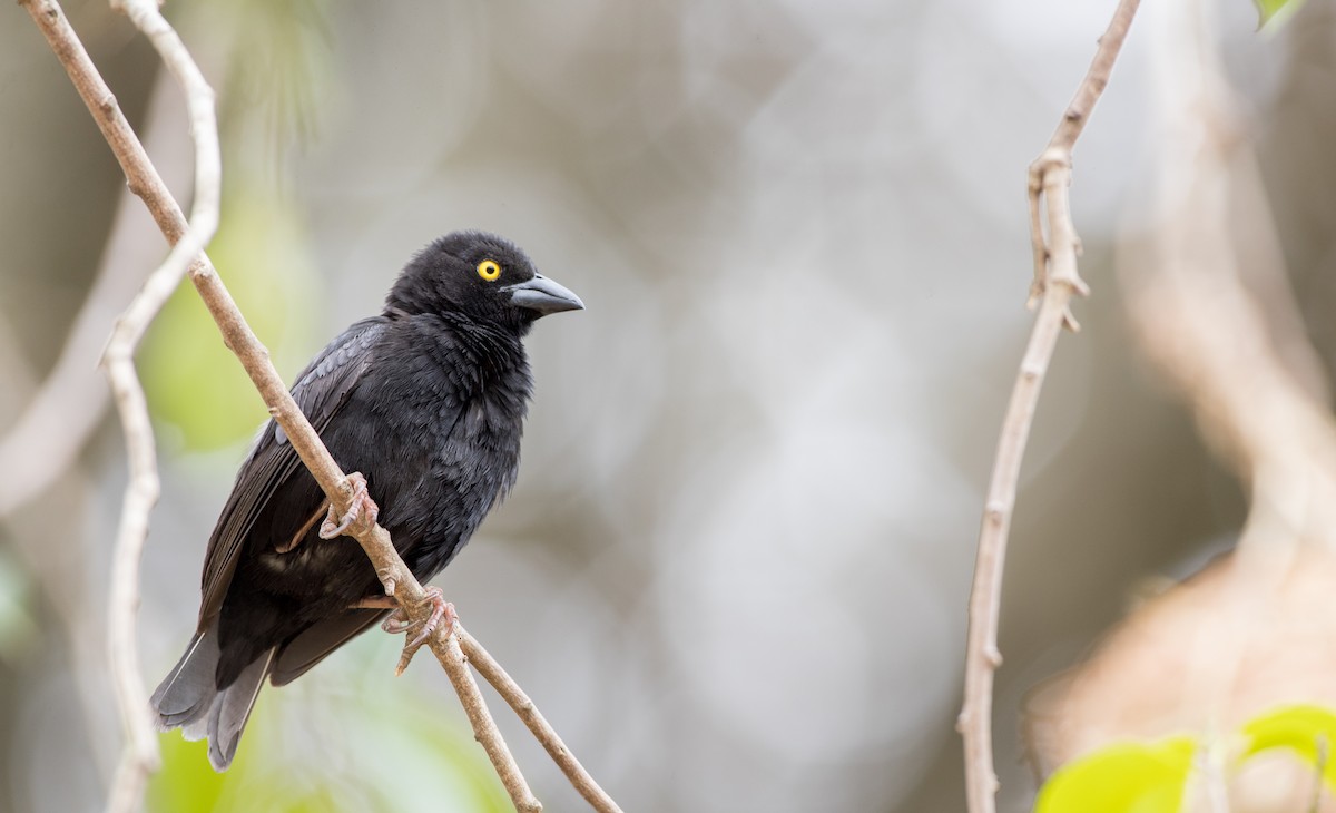 Vieillot's Black Weaver - Ian Davies