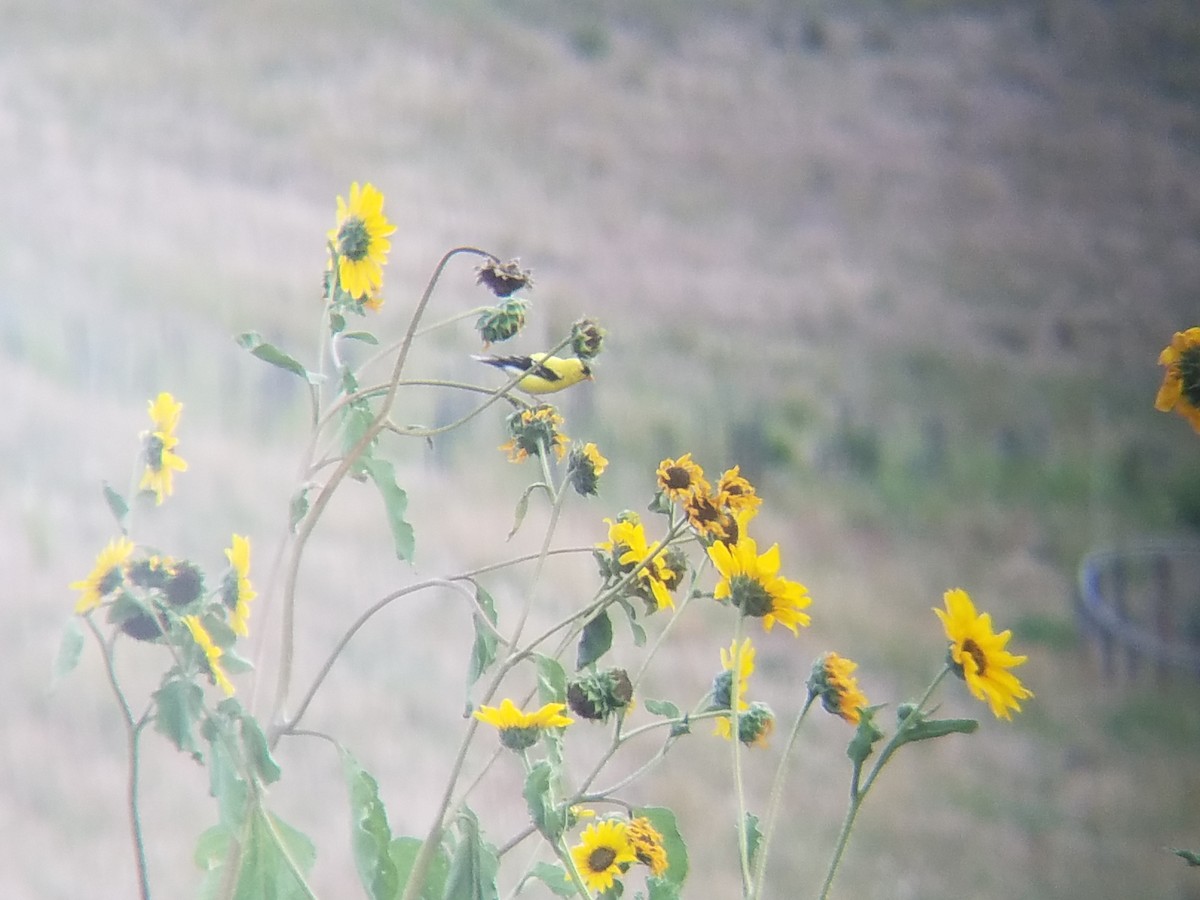 American Goldfinch - ML111353401