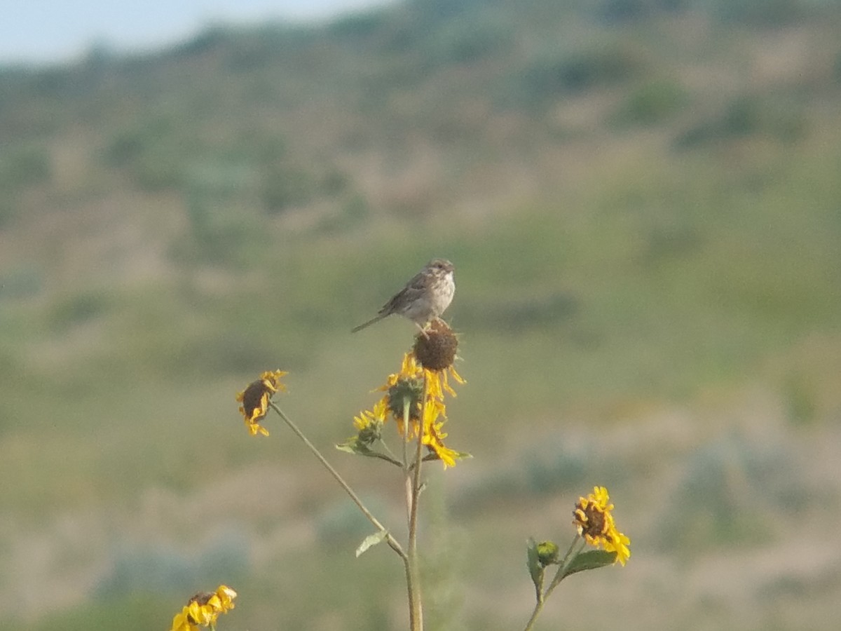 Vesper Sparrow - ML111353451