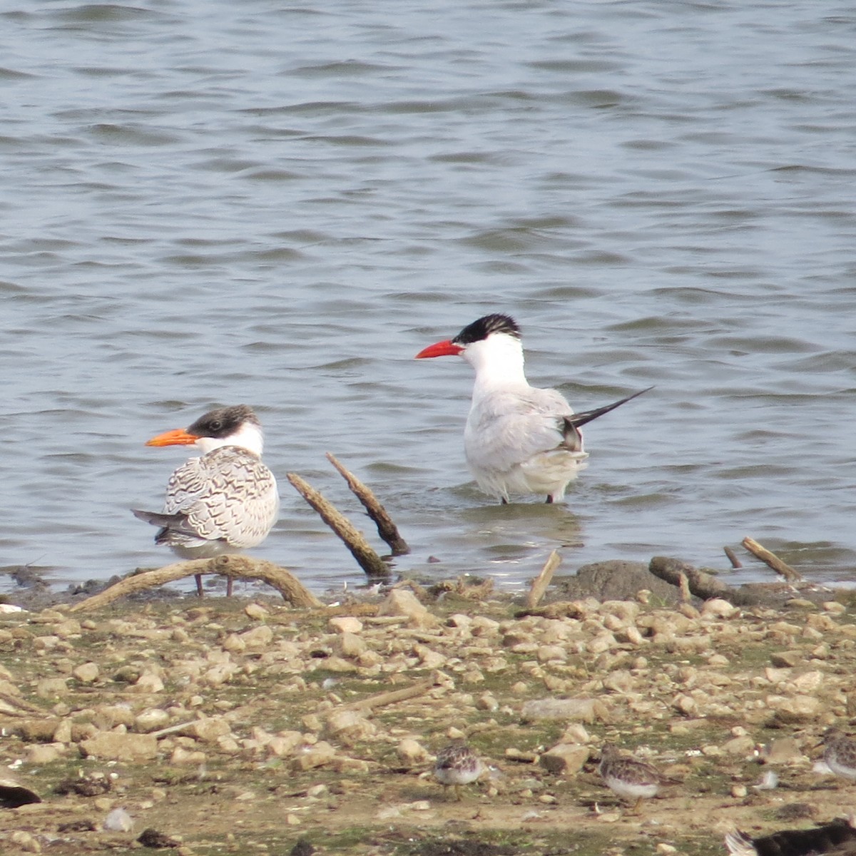 Caspian Tern - Bill Rowe