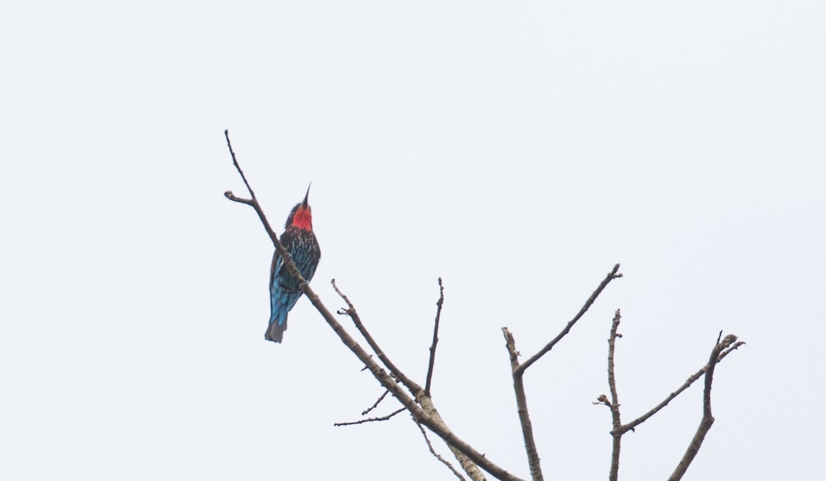 Black Bee-eater - ML111354961