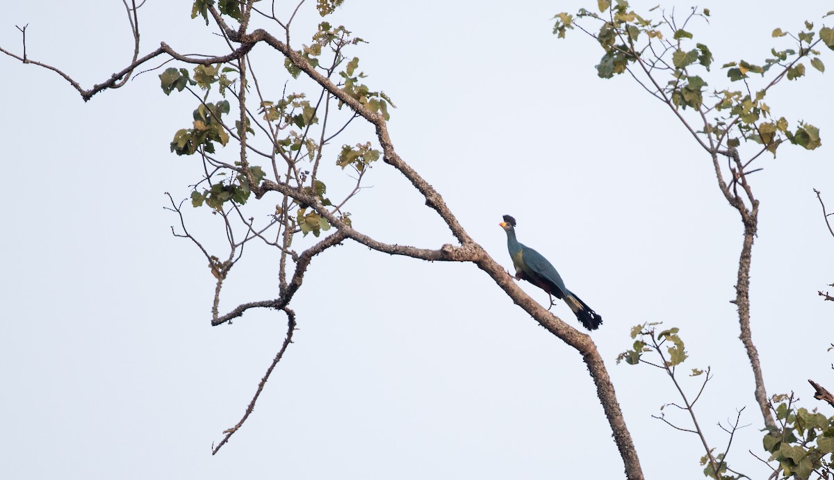 Great Blue Turaco - Ian Davies