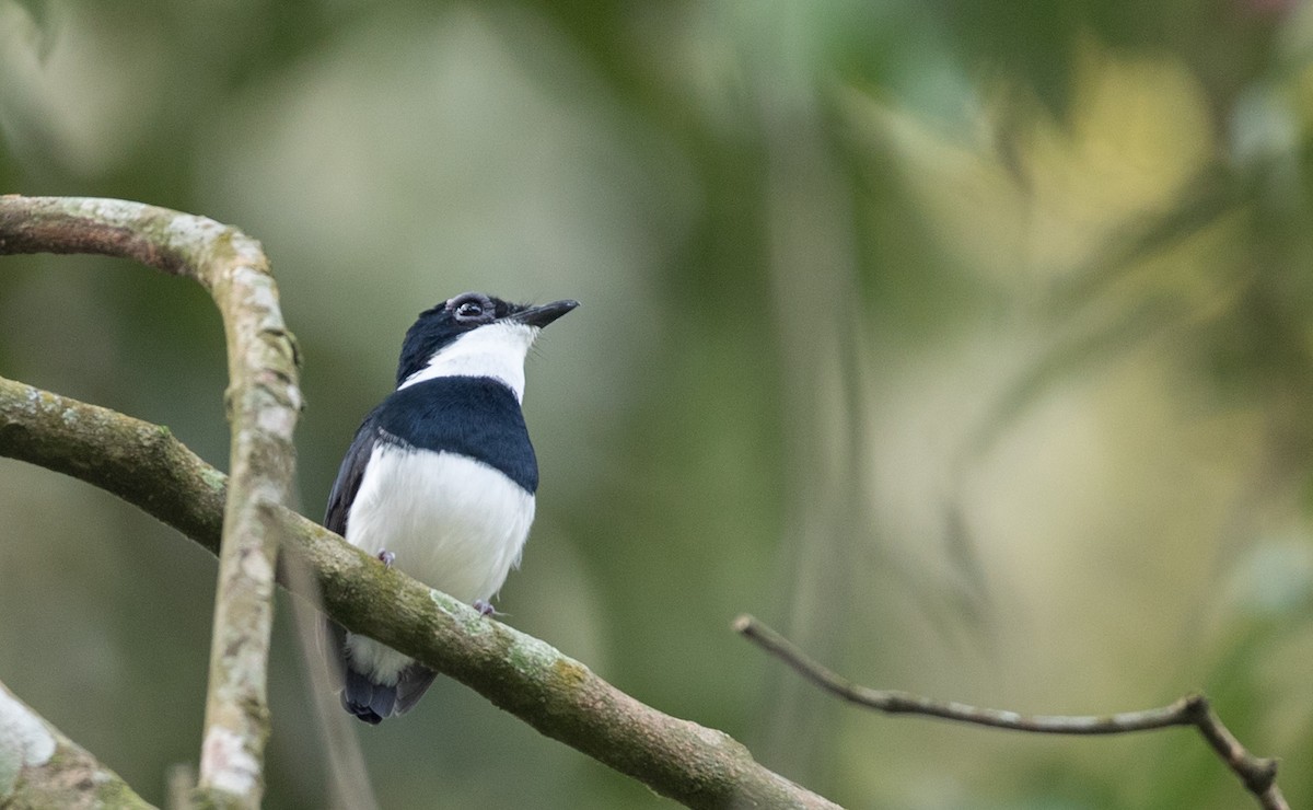 Chestnut Wattle-eye - ML111355241