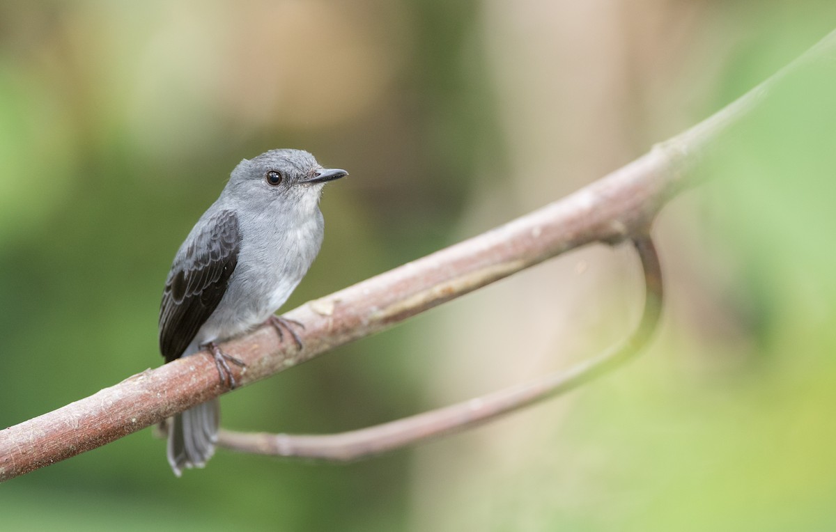 Cassin's Flycatcher - Ian Davies
