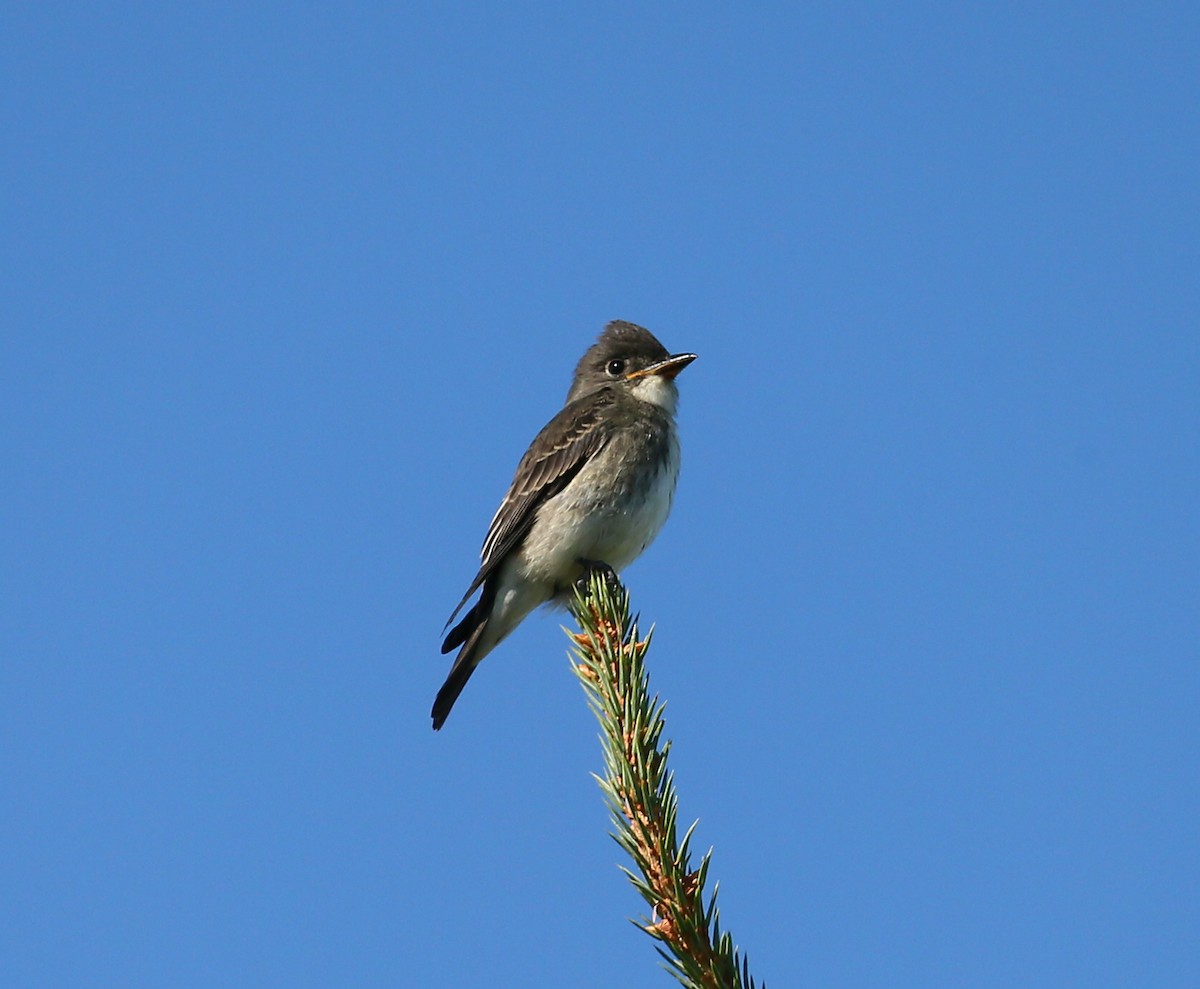 Olive-sided Flycatcher - ML111359441