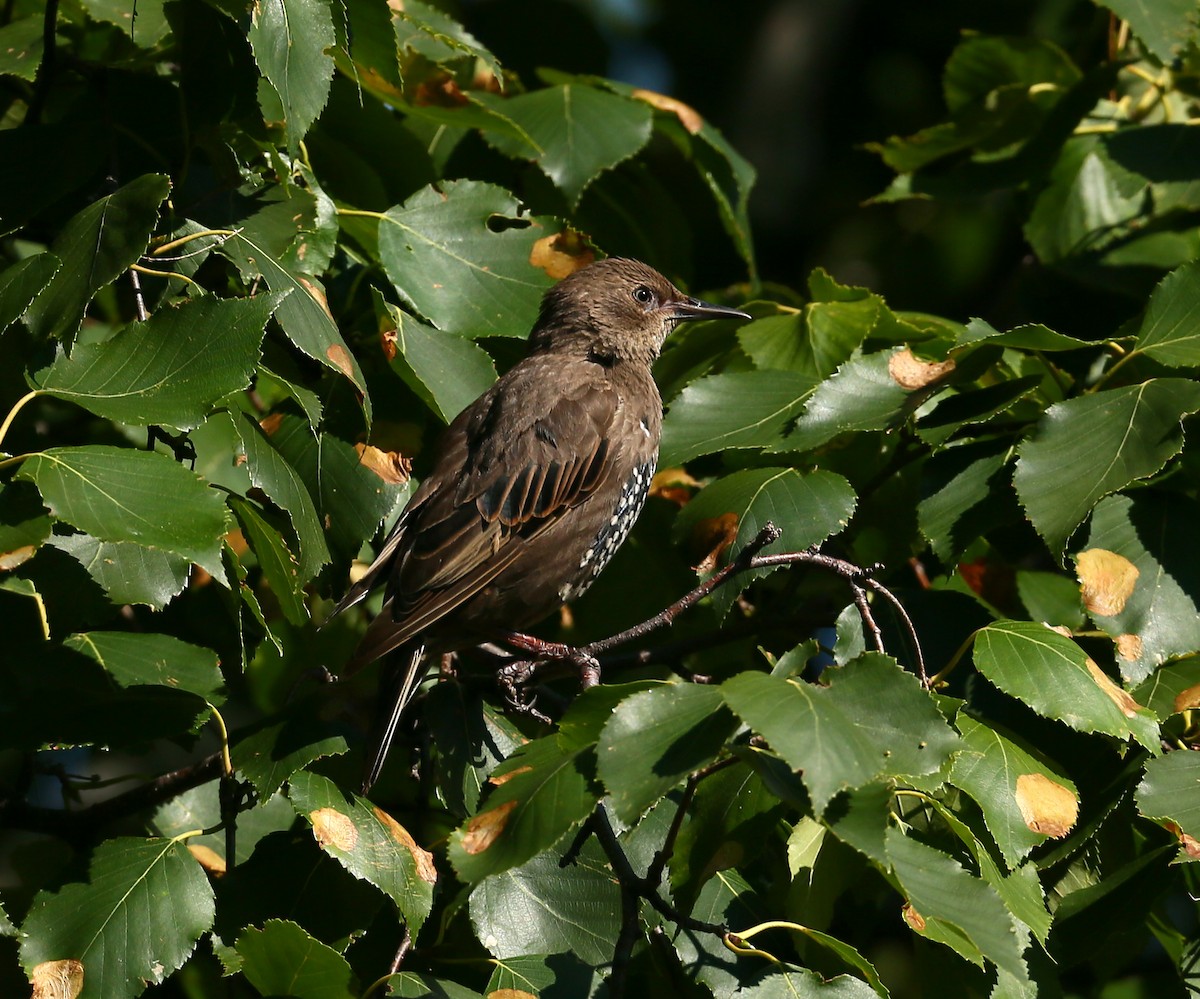 European Starling - Raymond Ladurantaye