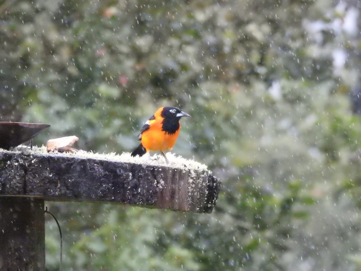 Venezuelan Troupial - ML111360621