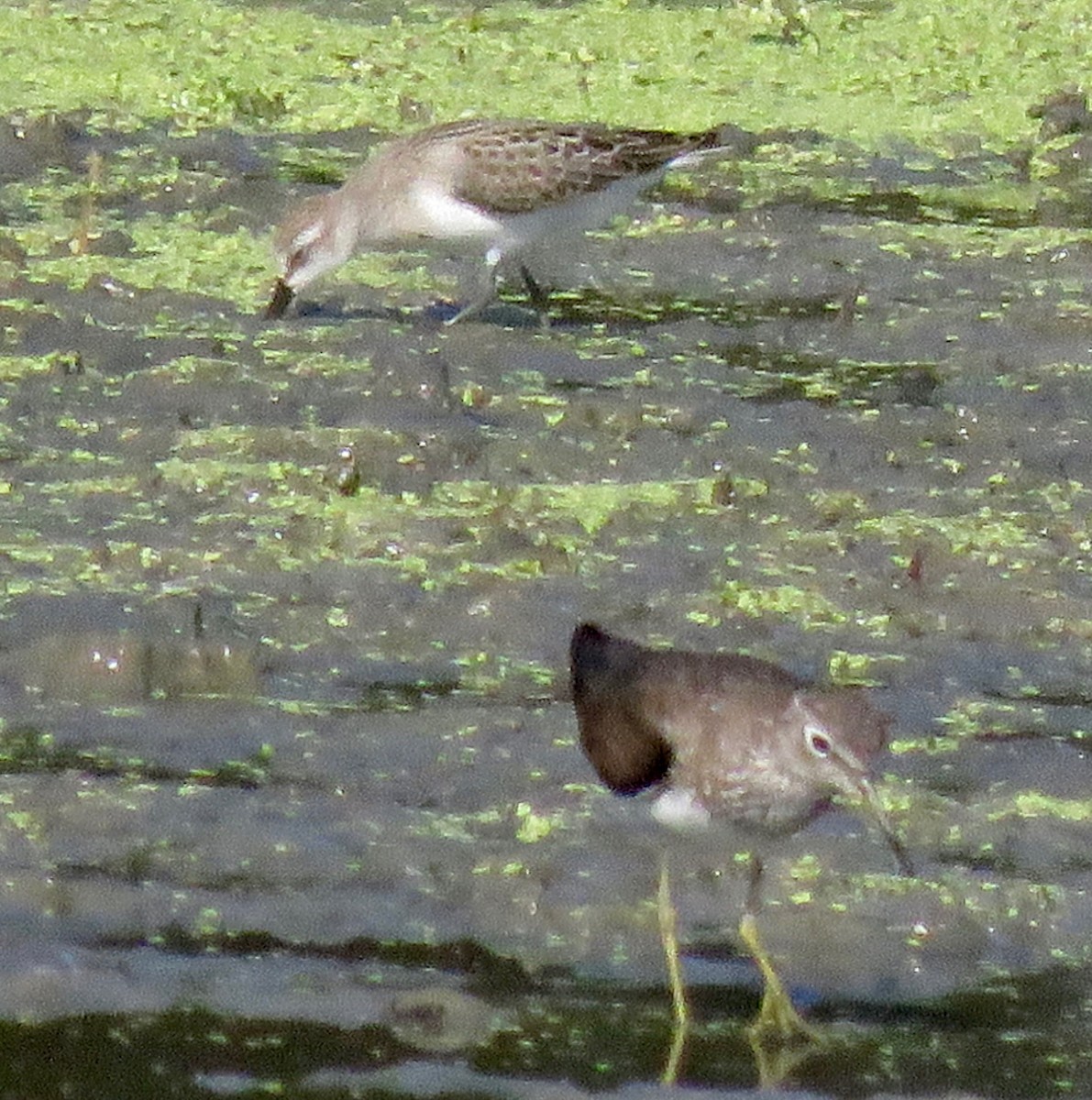 Semipalmated Sandpiper - ML111361261