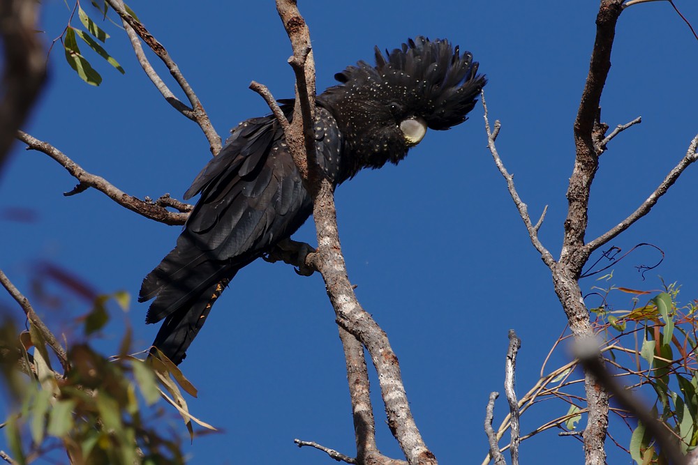 Red-tailed Black-Cockatoo - ML111363051
