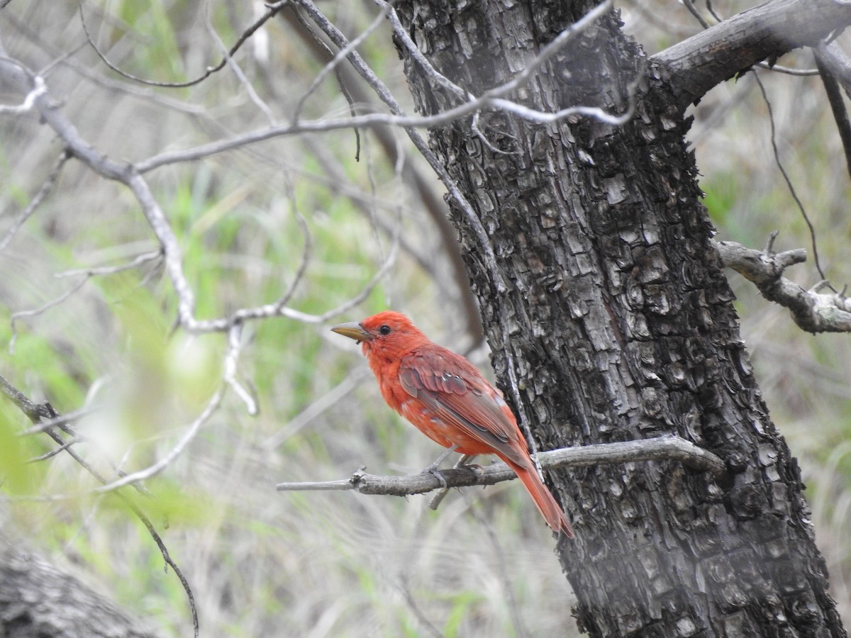 Summer Tanager - H B³