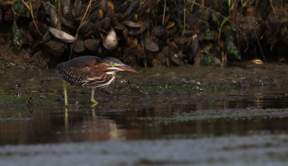 Green Heron - ML111363591