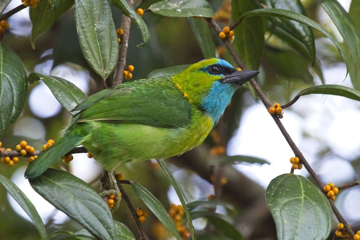 Golden-naped Barbet - Christopher Adler